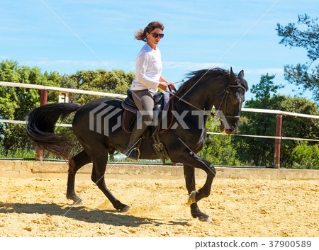 riding woman on stallion 37900589