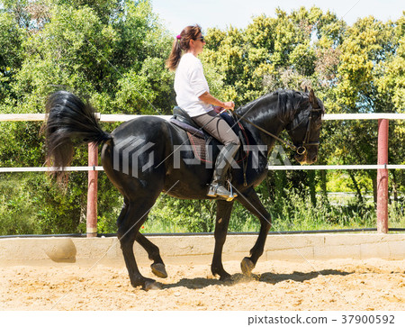 riding woman on stallion 37900592