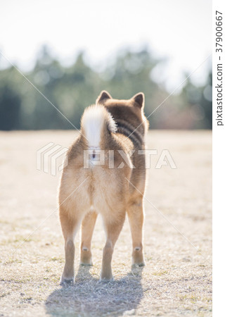 Shiba inu looking store backwards