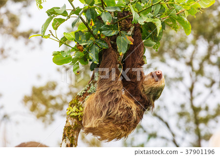 Sloth Sloth 37901196