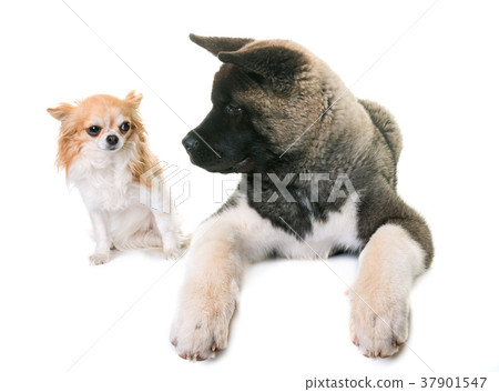 puppy american akita and chihuahua 37901547