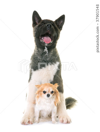 puppy american akita and chihuahua 37901548