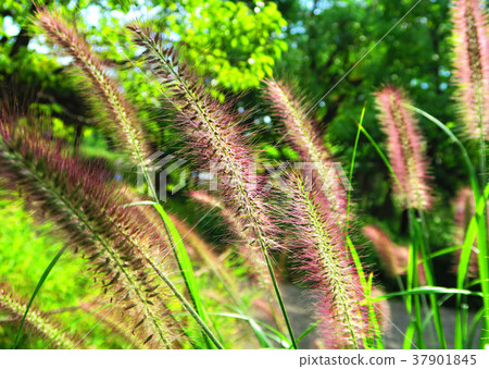 Tikarashiba Tikarashiba 37901845