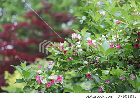 美麗的hakonotsugi與白桃紅色混合 美麗的hakonotsugi與白桃紅色混合 37901883