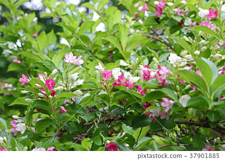 美麗的hakonotsugi與白桃紅色混合 37901885