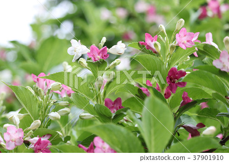 美麗的hakonotsugi與白桃紅色混合 37901910