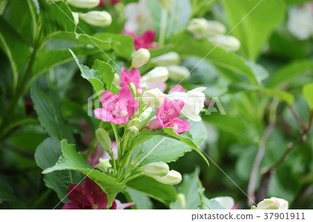 Beautiful hakonotsugi mixed with white peach red 37901911