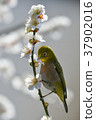 [Bird] White-eye and plum (22) 37902016