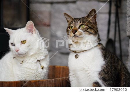 Two cats warming up in the fireplace 37902050