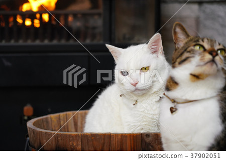 兩隻貓在壁爐裡熱身 兩隻貓在壁爐裡熱身 37902051