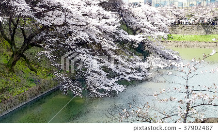 櫻花季節 37902487