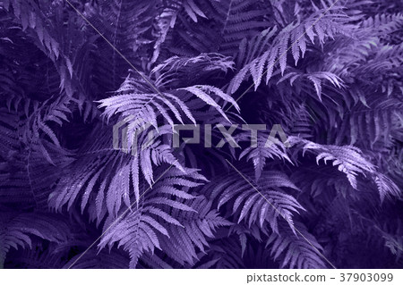 Fern leafs with raindrops. Ultra Violet color. 37903099