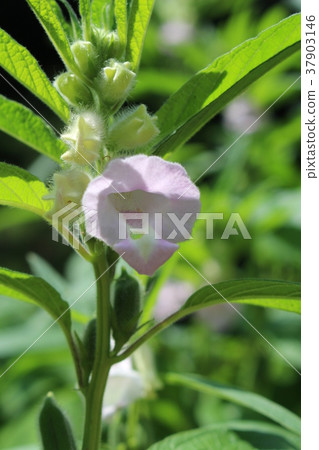 Sesame Flower 37903146