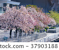 天王洲櫻花 37903188