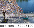 天王洲櫻花 37903190