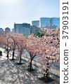 天王洲櫻花 37903191