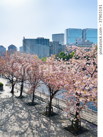 天王洲櫻花 37903191