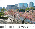 天王洲櫻花 37903192