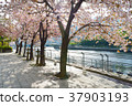 天王洲櫻花 37903193