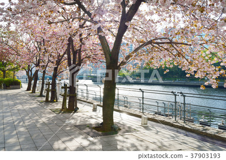 天王洲櫻花 37903193