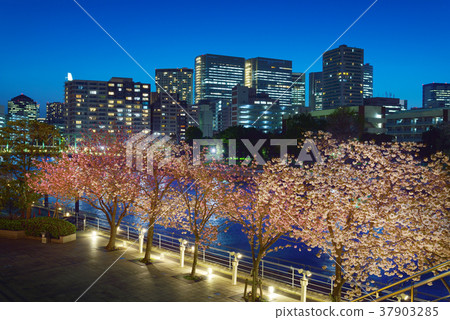 天王洲櫻花 天王洲櫻花 37903285