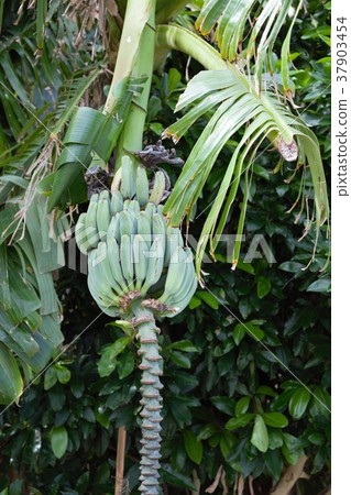 Banana and flower 2 Banana and flower 2 37903454
