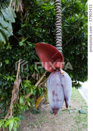 Banana and flower 3 37903455