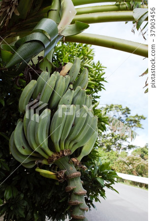 Green banana Green banana 37903456