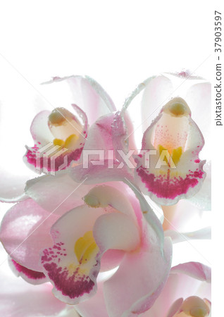 Yoran Simpisium Spring Festival 37903597
