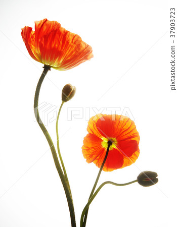 poppy 37903723