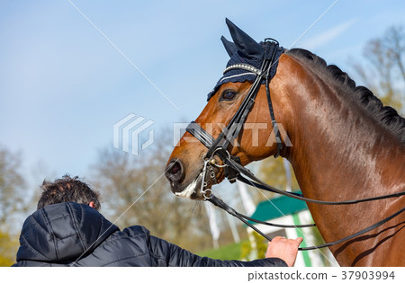 Head of a dressage horse wearing an anti-fly cap Head of a dressage horse wearing an anti-fly cap 37903994