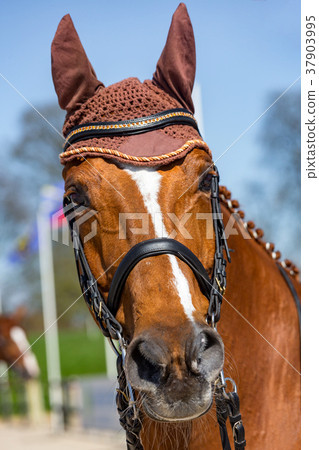 Head of a dressage horse wearing an anti-fly cap 37903995