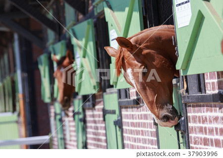Horses in the stables with heads outside Horses in the stables with heads outside 37903996