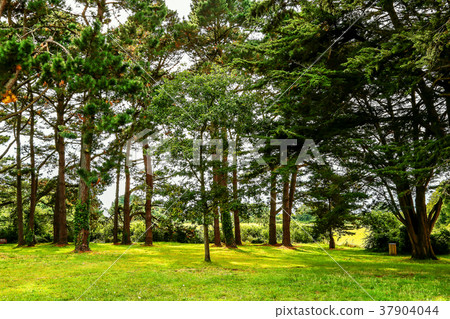 Beautiful in forest. Green forest in nature 37904044