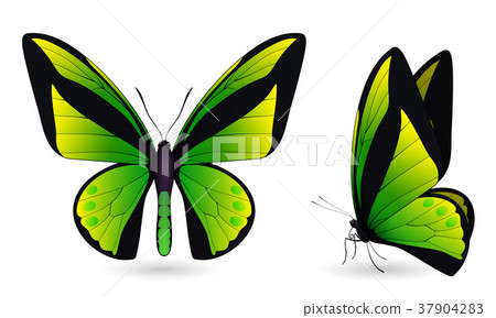 Set of butterflies isolated on white background 37904283