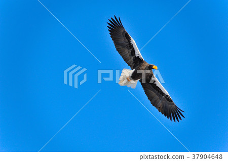 Oiso's flight Oiso's flight 37904648