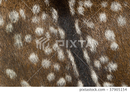 The background of the skin of a young deer is shot 37905154