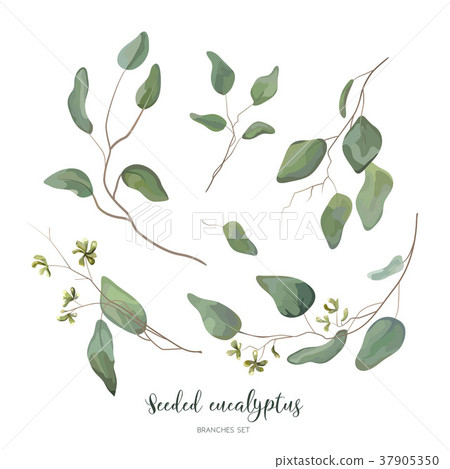 Eucalyptus seeded silver green designer elements Eucalyptus seeded silver green designer elements 37905350