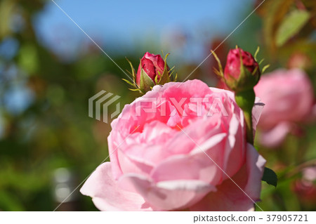Clear pink is a beautiful rose 37905721