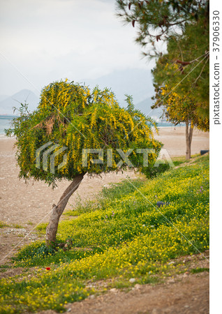 A small tree on the sea beach 8247. 37906330