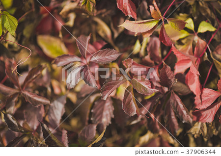 Autumn colors of nature on the leaves 8130. Autumn colors of nature on the leaves 8130. 37906344