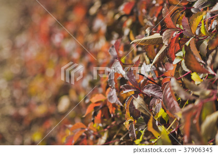 Autumn colors on dry grass 8128. Autumn colors on dry grass 8128. 37906345