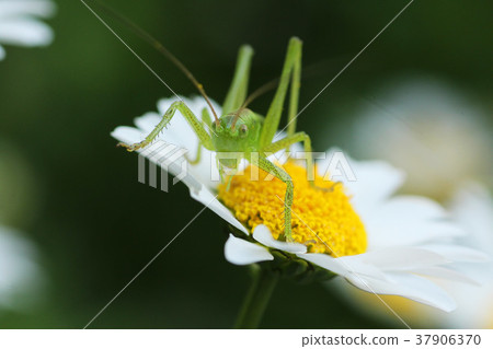 螞蚱和白花 37906370