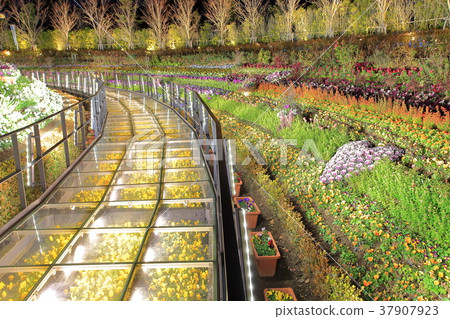 Laguna Illumination Flower Lagoon Stock Photo