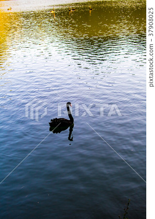 台灣，桃園，姬湖，田田 37908025