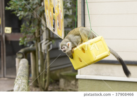 大牟田市動物園度假村， 37908466