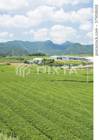 長崎 長崎 37908688