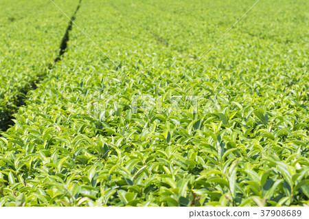 長崎 長崎 37908689