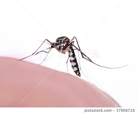Mosquito sucking human blood, Mosquito sucking human blood, 37908728
