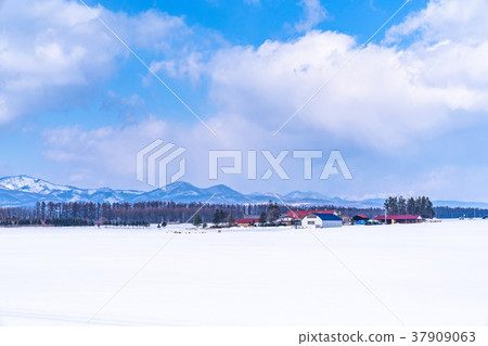 “北海道”鄉村風景覆蓋著冬季的土地和雪 37909063